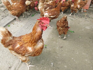 the group of hens are looking for something to eat