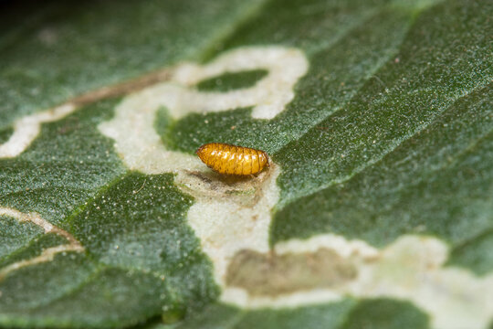A pupa of the Leaf Miner, Liriomyza trifolii , on a tomato leaf. Eggs are laid in the leaf and the hatched larvae feed creating tunnels. They emerge, pupate either on the leaf of in soil.