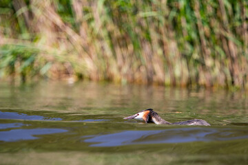 Haubentaucher (Podiceps cristatus) auf Wasseroberfläche, Niederlande, Europa