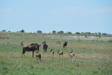 A group of Wildebeest with their calves playing in Etosha National Park, Namibia