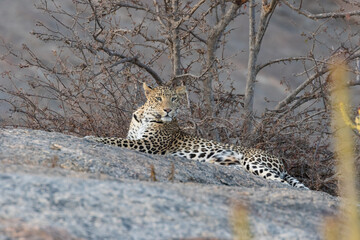 An adult Indian leopard siting gracefully on a rock and looking sideways straight into the eyes with small trees in the background in Rajasthan India
