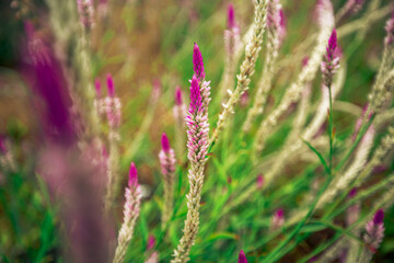 Close up natural background The blur of the flowers that grow naturally (cockscomb flowers) near the lake or the sea, beautiful colors.