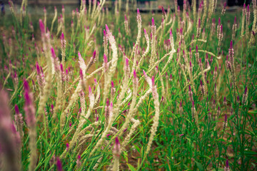 Close up natural background The blur of the flowers that grow naturally (cockscomb flowers) near the lake or the sea, beautiful colors.