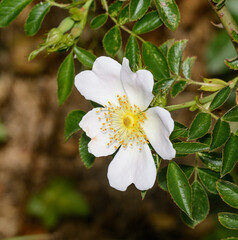 A close up image of a beautiful wild Rose flower growing in a hedgerow.  The image shows the reproductive parts of the flower in detail.