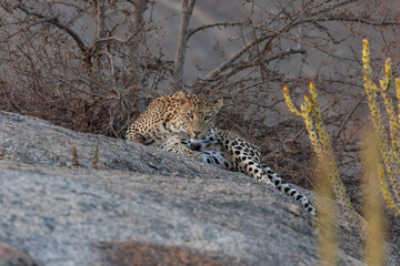 An adult Indian leopard siting gracefully on a rock and looking straight into the eyes with small trees in the background in Rajasthan India
