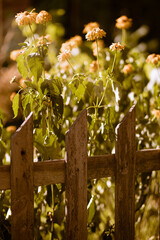 ogród na wsi, polne kwiaty przy ogrodzeniu  - obrazy, fototapety, plakaty