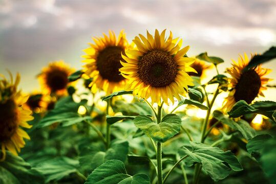 Sunflower field at sunset © Marinesea