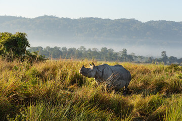 A one horned rhino standing amidst tall grass in a national park in Assam India on 6 December 2016
