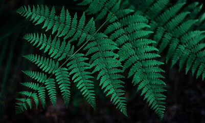 Emerald green fern leaves background
