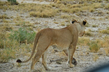 African lions hunting for zebras and ostriches in Etosha National Park, Namibia
