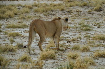 Fototapeta na wymiar African lions hunting for zebras and ostriches in Etosha National Park, Namibia