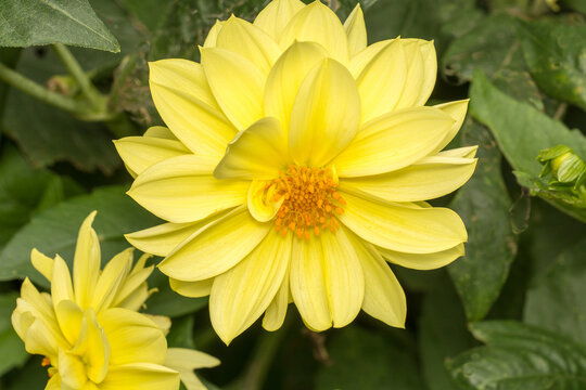 A close up image of beautiful yellow bedding Dahlia in bloom.