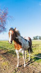 brown horse in the field with blue sky background