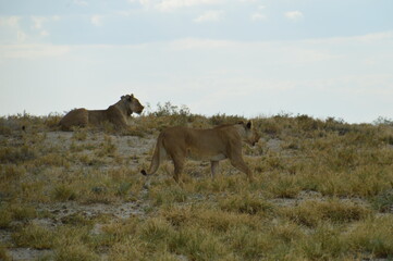African lions hunting for zebras and ostriches in Etosha National Park, Namibia