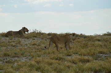 African lions hunting for zebras and ostriches in Etosha National Park, Namibia