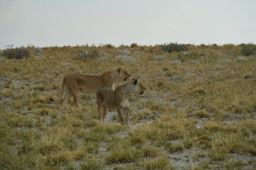 African lions hunting for zebras and ostriches in Etosha National Park, Namibia