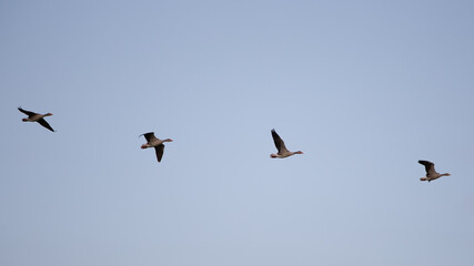 Graug&auml;nse (Anser anser) am Himmel, Niederlande, Europa
