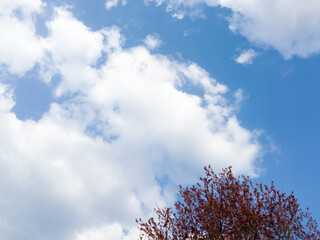 The top of a tree against a blue sky full of big puffy clouds. The top of a tree against a blue sky full of big puffy clouds.