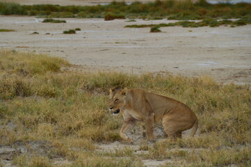 African lions hunting for zebras and ostriches in Etosha National Park, Namibia