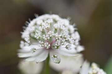 Große Sterndolde, Astrantia major, Blüte im Detail, Winterfarben, winterliches Farbschema