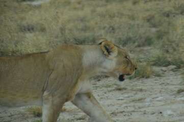African lions hunting for zebras and ostriches in Etosha National Park, Namibia