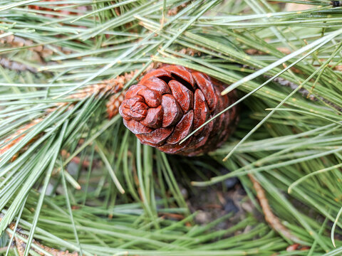 pine cones on a branch