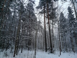 forest in winter