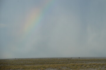 African lions hunting for zebras and ostriches in Etosha National Park, Namibia