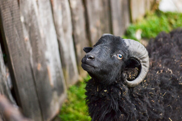 small cute ram photography, farm life photography