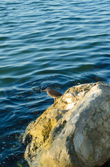 Water bird at a park in the west of Florida.