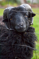 Black Cute Small Ram Photography, Farm life