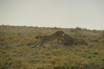 African lions hunting for zebras and ostriches in Etosha National Park, Namibia