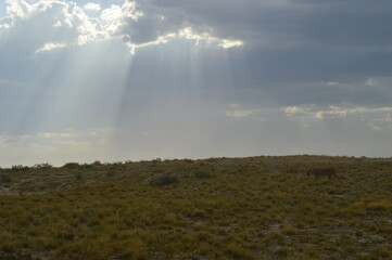 African lions hunting for zebras and ostriches in Etosha National Park, Namibia
