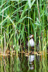 Haubentaucher (Podiceps cristatus) i Schilf, Niederlande, Europa