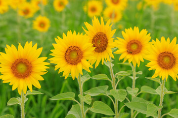 Obraz premium 吉備路の向日葵