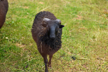 Small Baby Cute Black Ram Photography