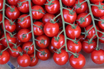 Tomaten