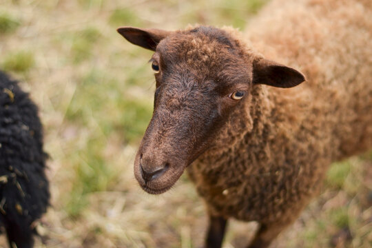 Brown Cute Sheep Photography