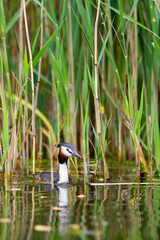 Haubentaucher (Podiceps cristatus) Niederlande, Europa