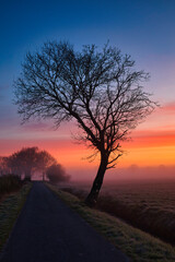 Fototapeta premium Hochformatiges Landschaftspanorama Natur mit einer Straße und einem Baum im Gegenlicht (Sillouette) - Blau Oranger Himmel