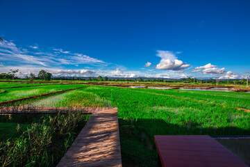 The panoramic background of the green rice fields, with wooden bridges to walk in the scenery and the wind blows through the cool blurred while traveling.