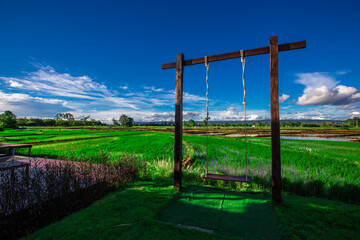 The panoramic background of the green rice fields, with wooden bridges to walk in the scenery and the wind blows through the cool blurred while traveling.