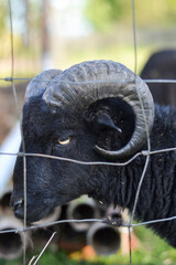 Black ram with antlers photography