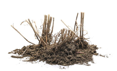 Wheat stubble with soil, mowed and harvested crops, grains with dirt isolated on white background