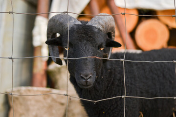 Small black ram photography