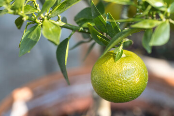 Frische Limette, gepflanzt/geerntet im Garten Zuhause