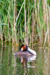 Haubentaucher (Podiceps cristatus) Niederlande, Europa