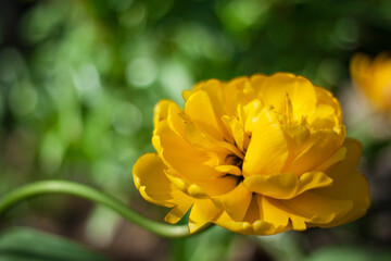 yellow and red spring tulips on a green background