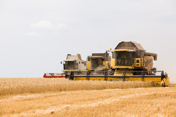 harvesting wheat at an agricultural enterprise