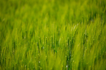 Grüne Weizenähren in der Landschaft - Makroaufnahme, Bokeh (Unscharf)